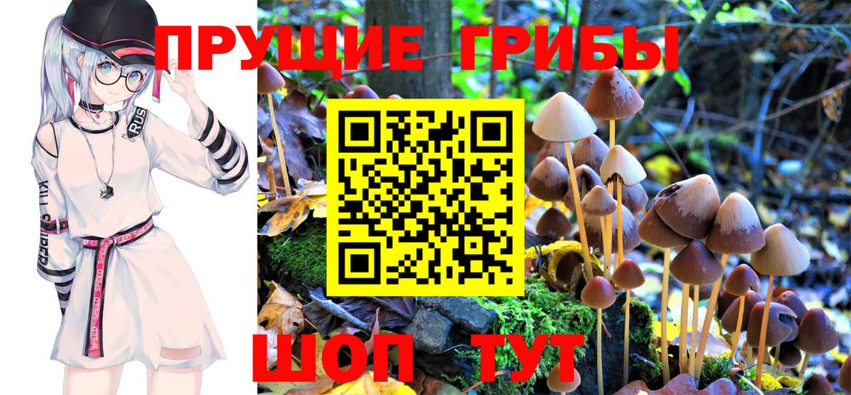 Галлюциногенные грибы Psilocybe Краснокамск